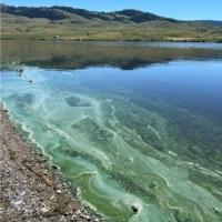 Algae bloom