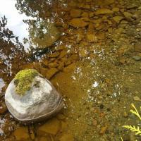 naturally occurring decaying organic matter in a stream